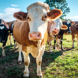 Holstein Friesian cattle