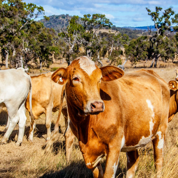 Hereford cattle