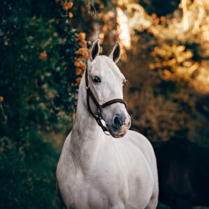 Dartmoor pony Lot 808