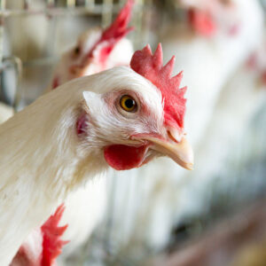 Rhode Island Red Chicken #299