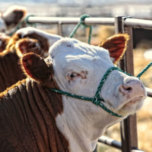 Herd Bull Punch P007