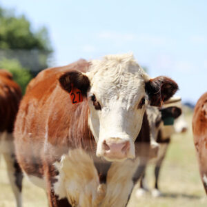 Dairy Shorthorn cattle